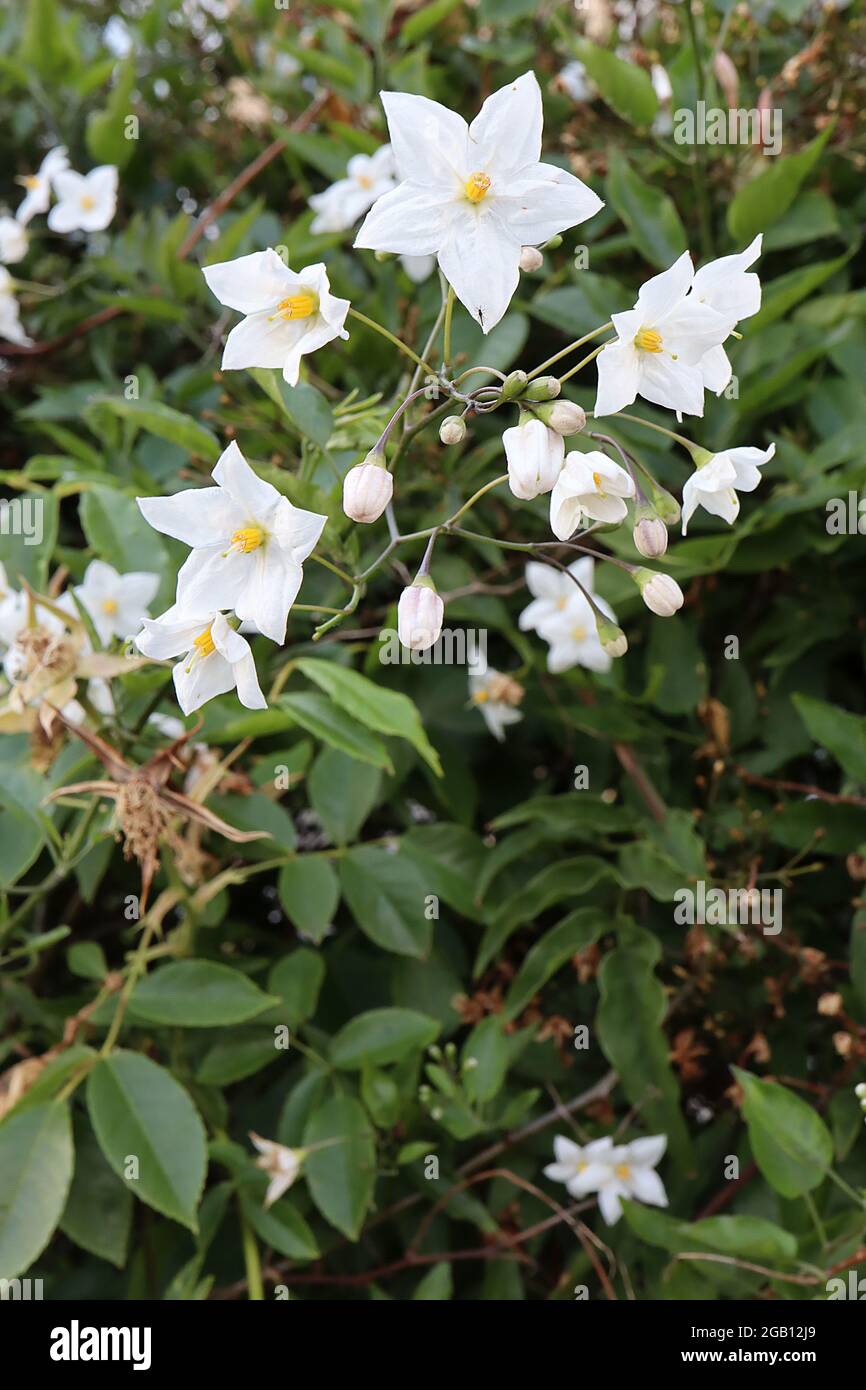 Solanum laxum Album vigne de pomme de terre blanche – fleurs blanches parfumées en forme d'étoile en grappes ouvertes, juin, Angleterre, Royaume-Uni Banque D'Images