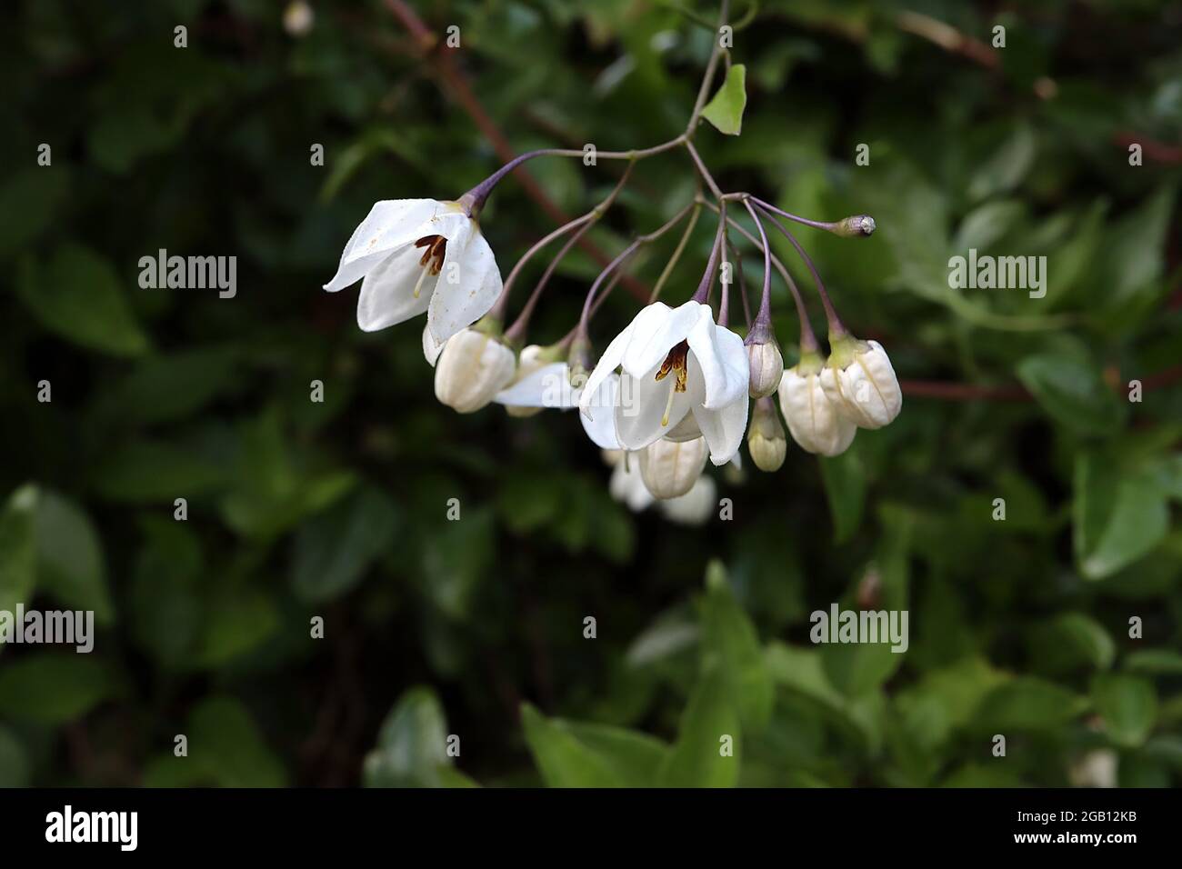 Solanum laxum Album vigne de pomme de terre blanche - fleurs émergeantes en forme d'étoile blanche en grappes ouvertes, juin, Angleterre, Royaume-Uni Banque D'Images