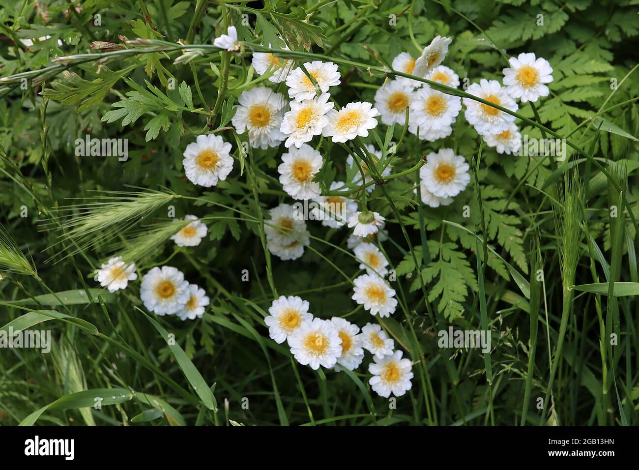 Tanacetum parthenium ‘Double White’ Feverhon White Bonnet – petites fleurs ressemblant au chrysanthème et feuilles de plumes, juin, Angleterre, Royaume-Uni Banque D'Images