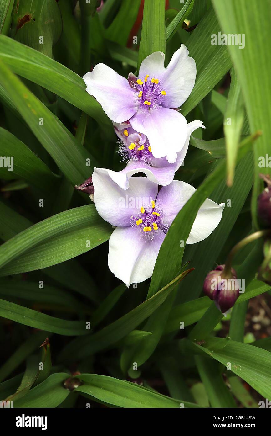 Tradescantia ‘Osprey’ Spider Lily Osprey – fleurs pâles mauve avec des étamines violettes, juin, Angleterre, Royaume-Uni Banque D'Images