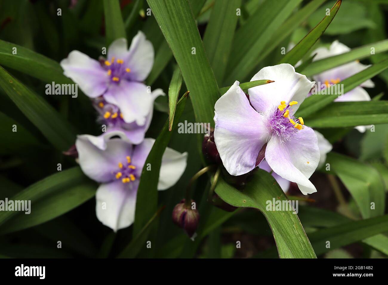 Tradescantia ‘Osprey’ Spider Lily Osprey – fleurs pâles mauve avec des étamines violettes, juin, Angleterre, Royaume-Uni Banque D'Images