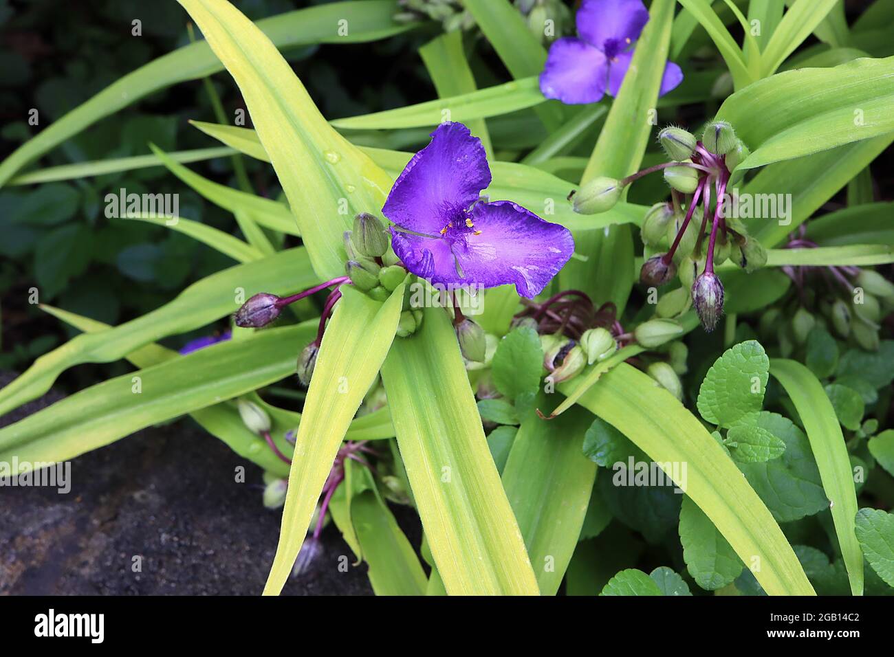 Tradescantia andersoniana «Bleu de Zwanenburg» araignée Lily bleu de Zwanenburg – fleurs violettes aux étamines pourpres moelleuses, juin, Angleterre, Royaume-Uni Banque D'Images