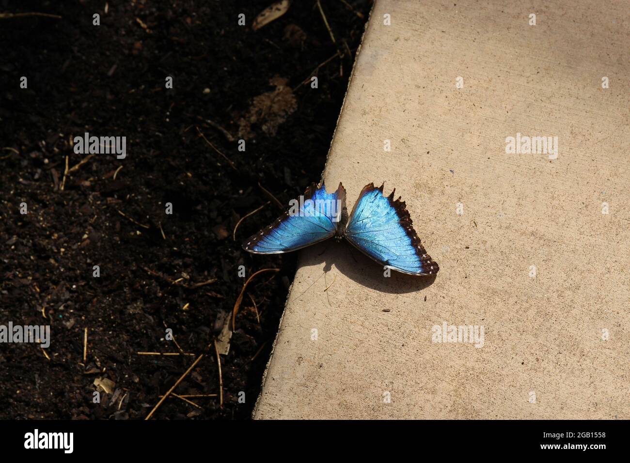 Gros plan d'un papillon Morpho Peleides noir et bleu sur un mur de ciment Banque D'Images