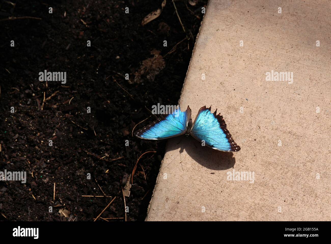 Gros plan d'un papillon Morpho Peleides noir et bleu sur un mur de ciment Banque D'Images