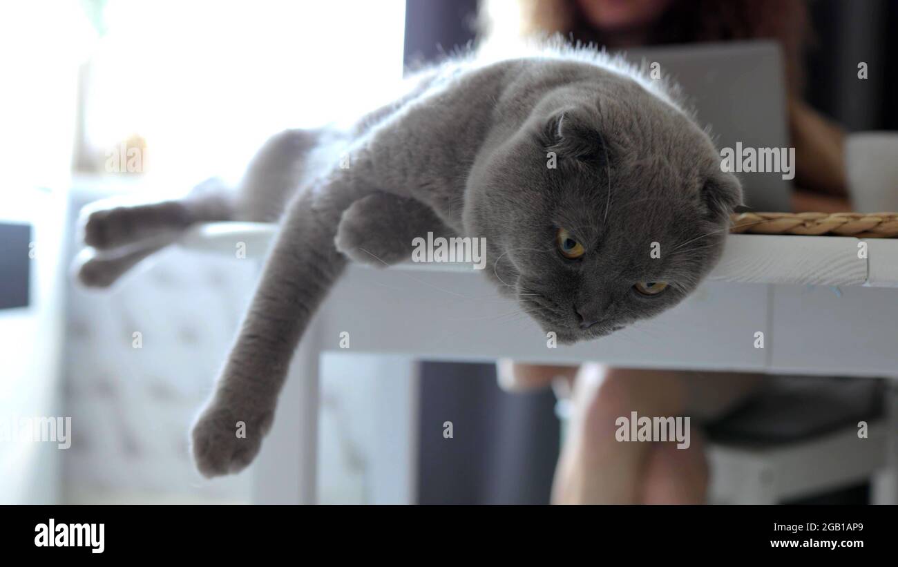 Gros plan sur la tête d'un chat sur une table Banque D'Images