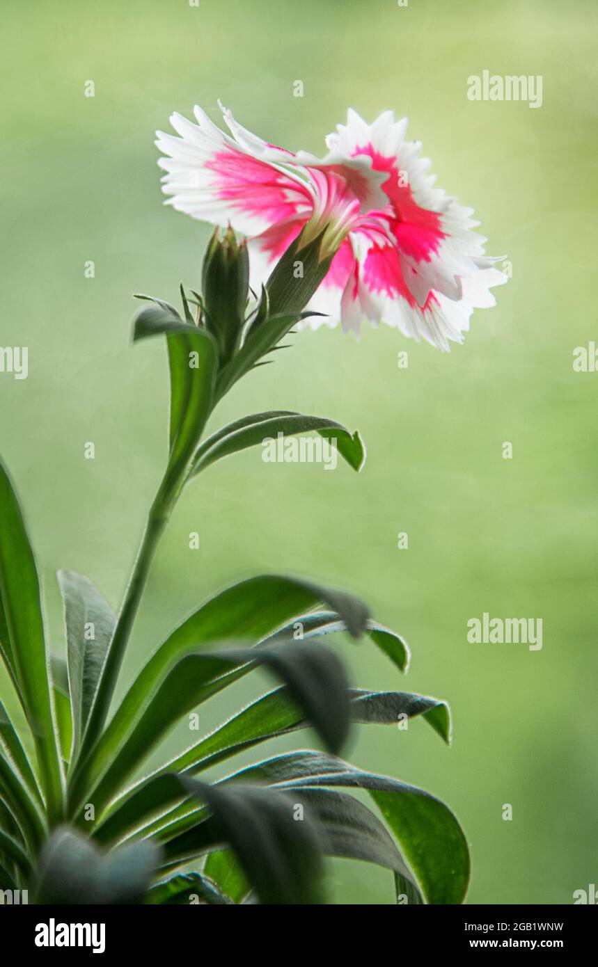 Belle fleur décorative colorée Banque D'Images