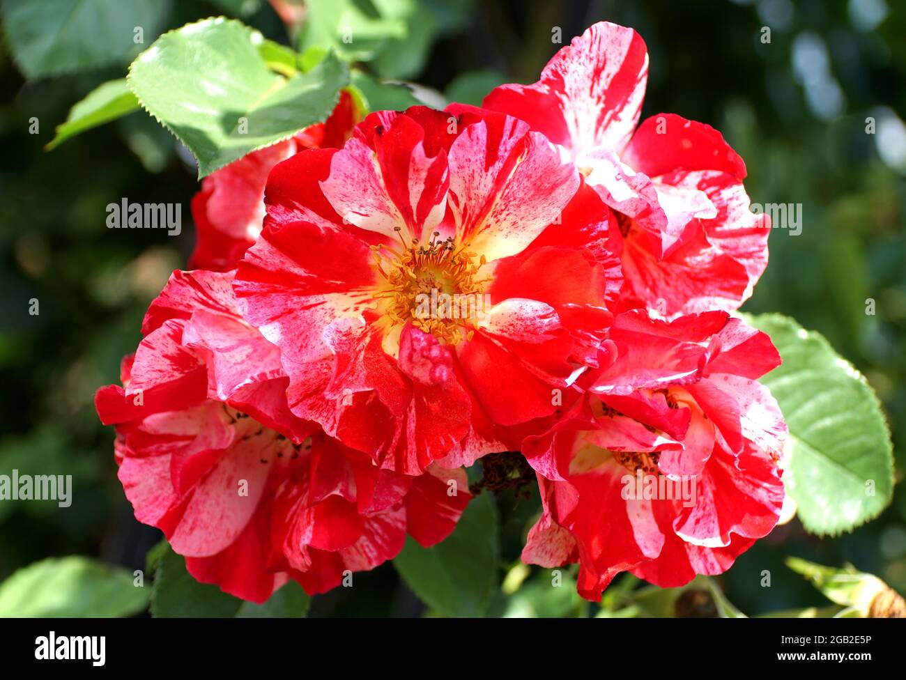 Belles fleurs roses bicolores roses et rouges en pleine floraison Banque D'Images