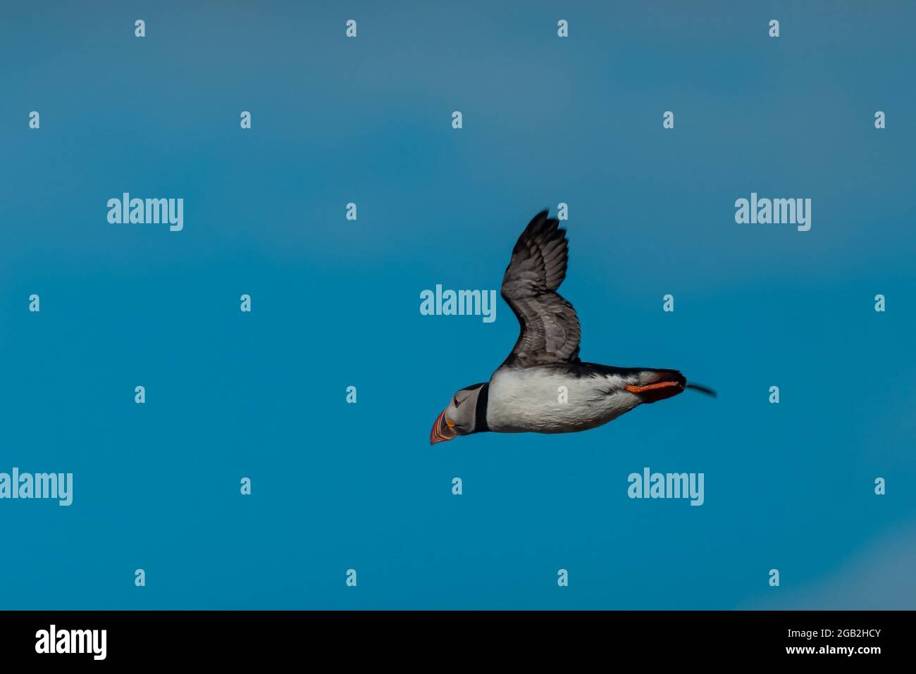 Un joli petit oiseau de macareux islandais dans un vol au-dessus d'un ciel bleu clair. Vue latérale d'un macareux volant. Banque D'Images