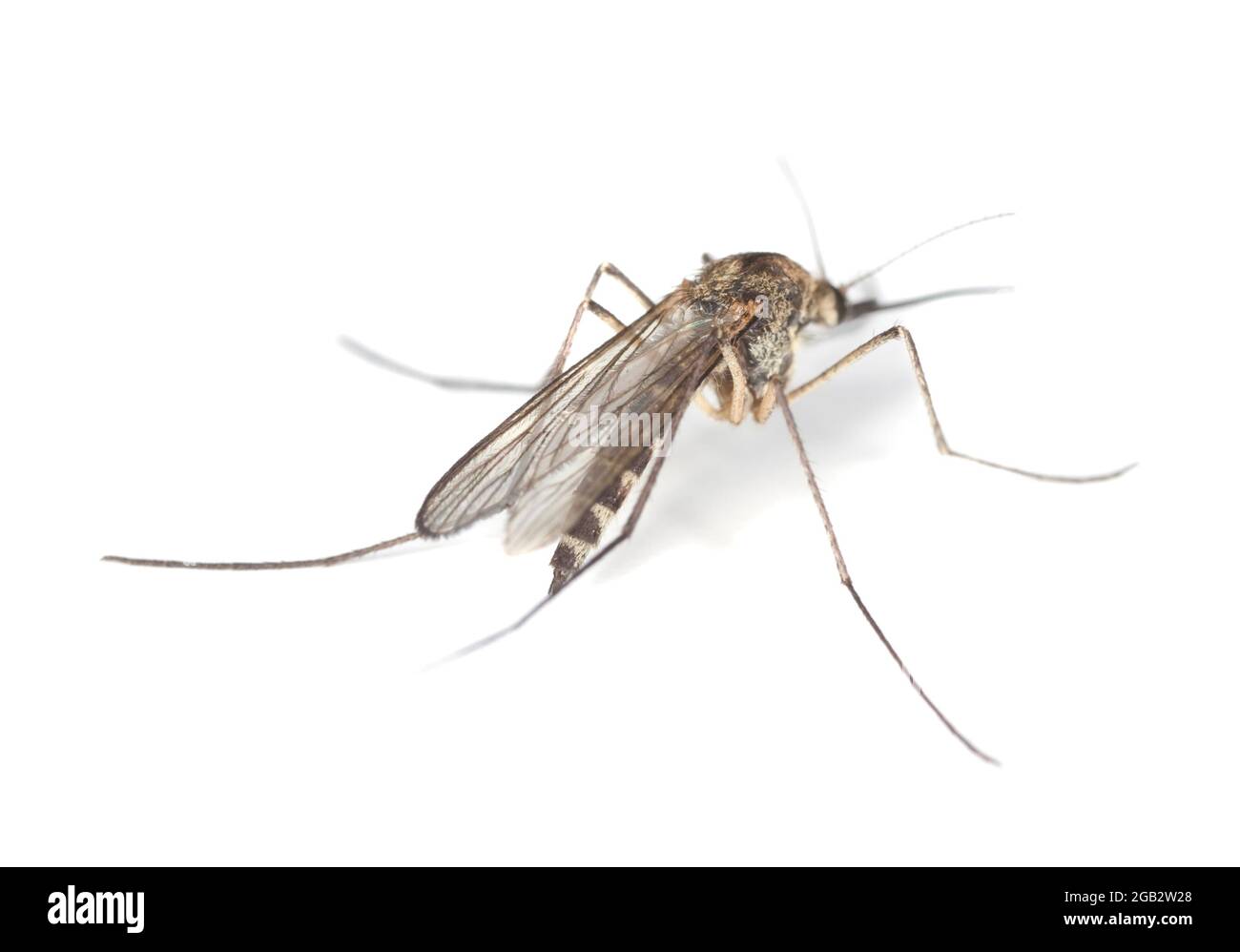 Moustique isolé sur fond blanc Banque D'Images