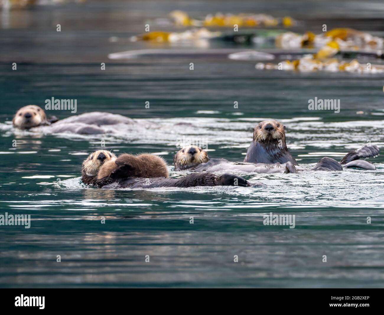 Radeau de loutre de mer, Enhydra lutris, dans les forêts de varech du sud-est de l'Alaska, aux États-Unis Banque D'Images