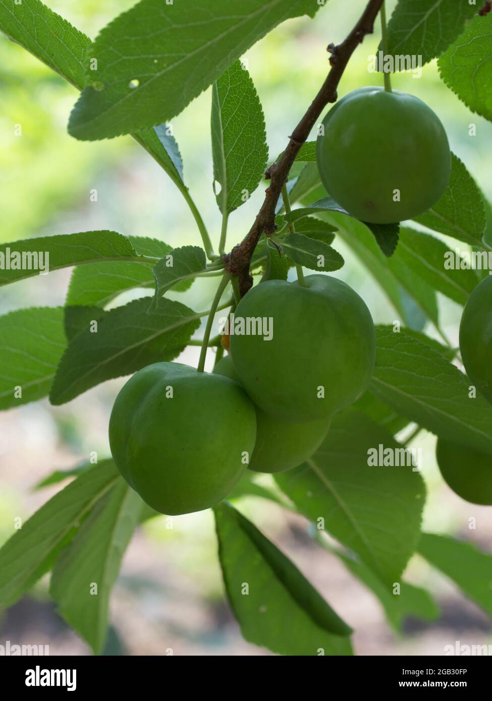 Fruits de prune de cerise non mûrs. Branche avec baies. Banque D'Images