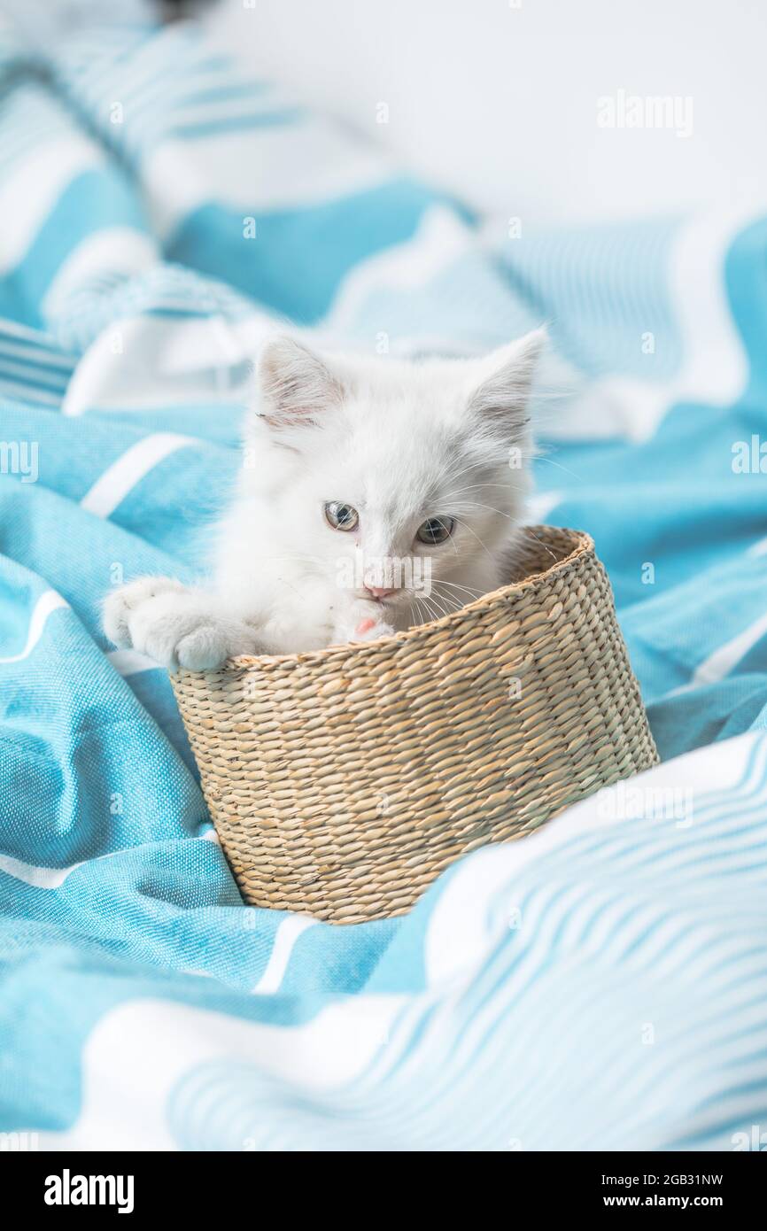 Petit Chaton Domestique Blanc Dans Un Panier Allonge Sur Le Lit Avec Une Couverture Blanche Drole Pose Mignon Adorable Chat Animal Photo Stock Alamy