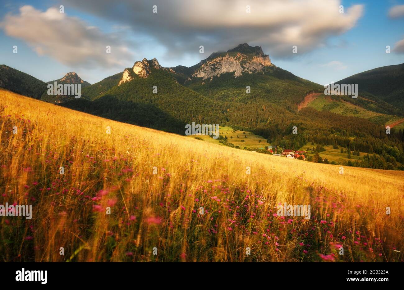 Un pré plein de belles fleurs de montagne dans le fond des montagnes de Mala Fatra. Découvrez la beauté printanière des montagnes. Banque D'Images