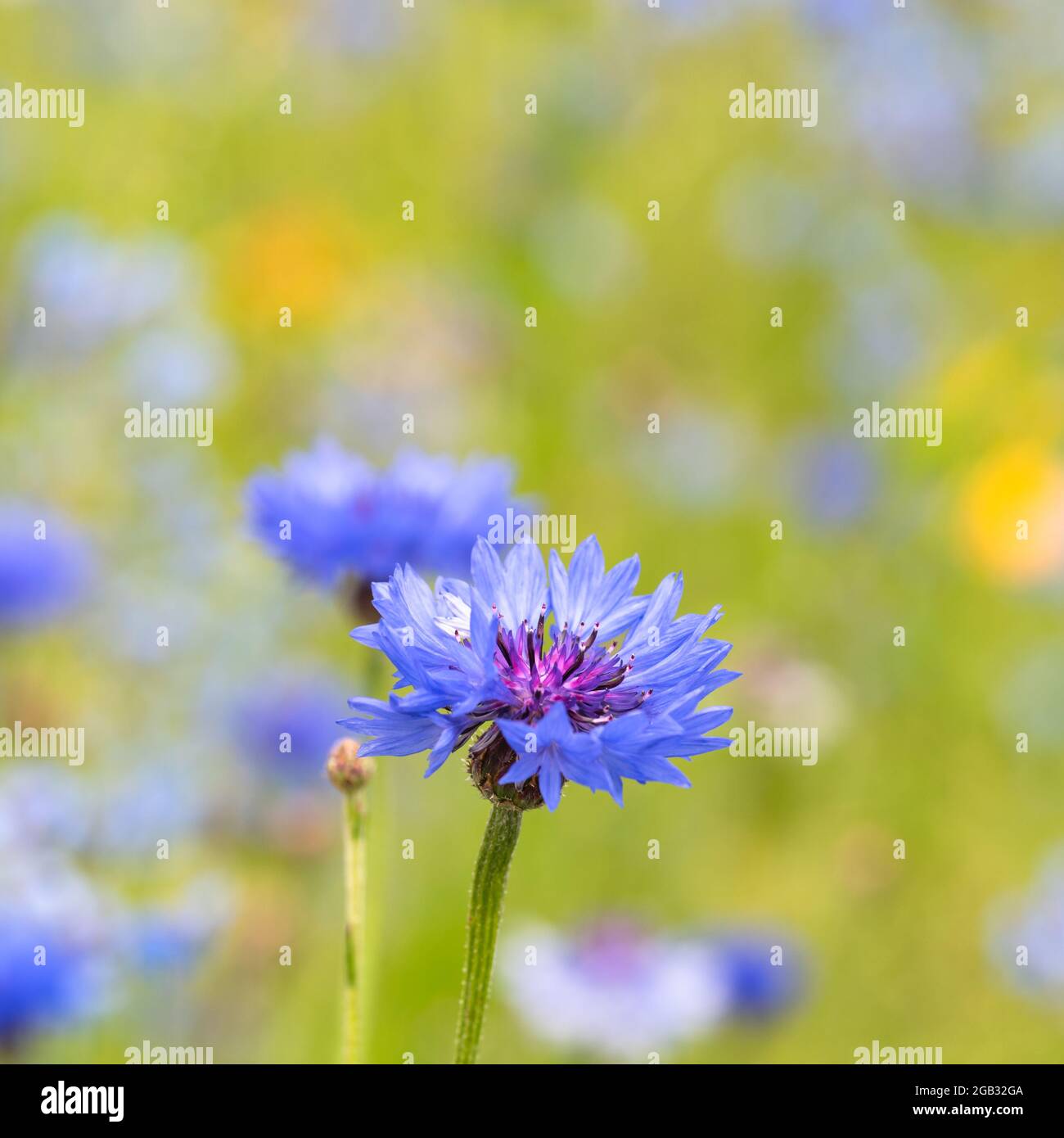 Le Bleu bleuet, Centaurea cyanus Banque D'Images