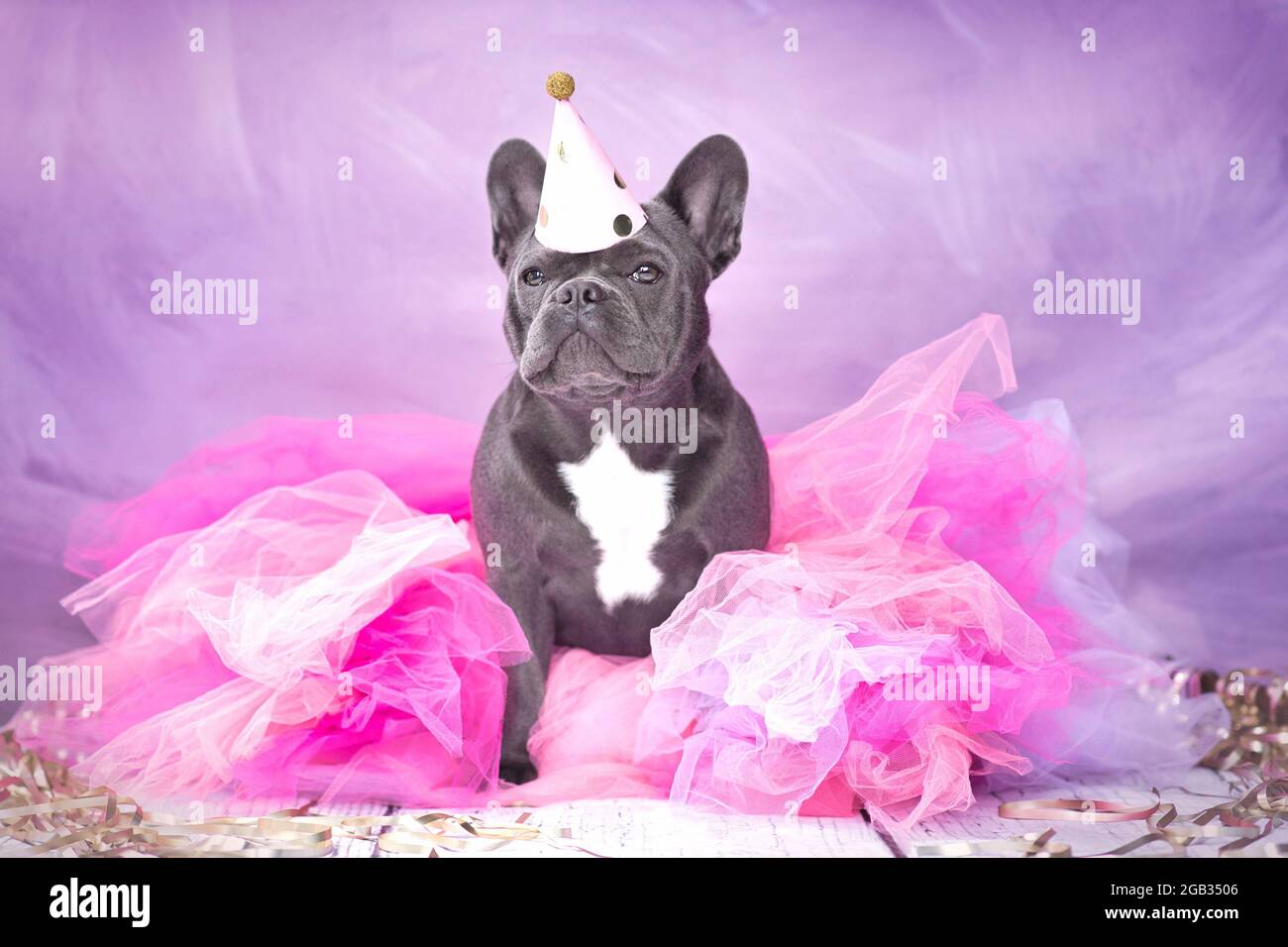 Adorable chien Bulldog français portant un chapeau de fête et une jupe tutu rose Banque D'Images