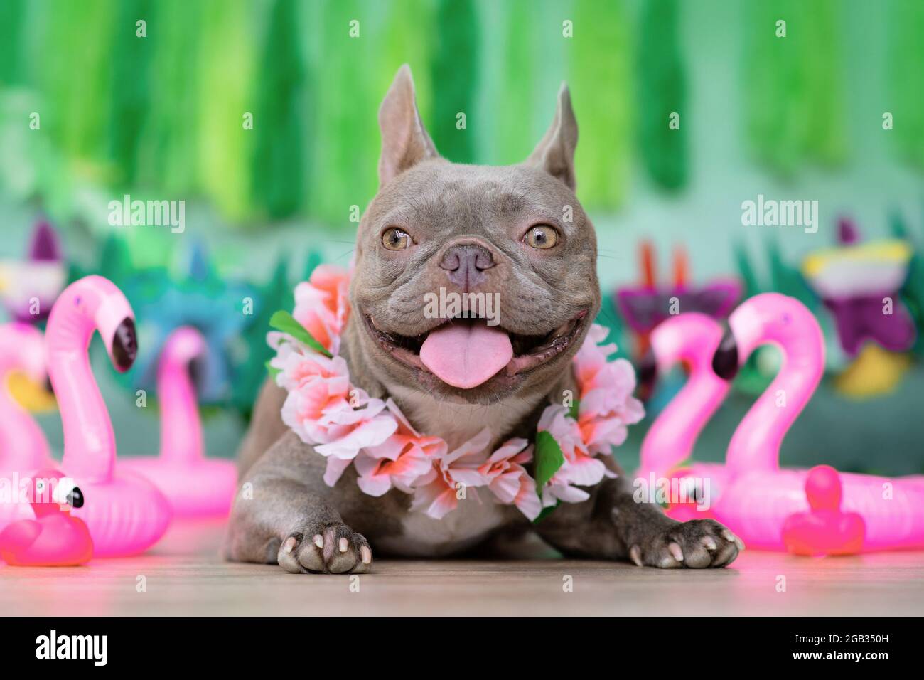 Bon chien de Bulldog français avec guirlandes de fleurs tropicales et flamants de caoutchouc en face de fond vert Banque D'Images