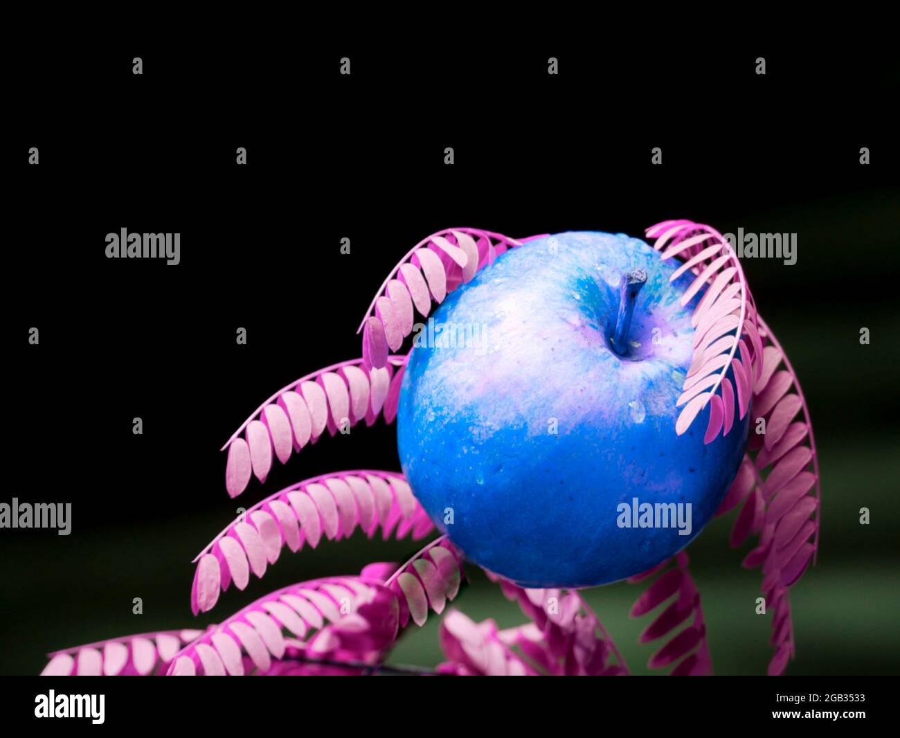 Vue de pomme de couleur bleue avec des feuilles violettes isolées sur fond noir, image alimentaire commerciale biologique. Banque D'Images