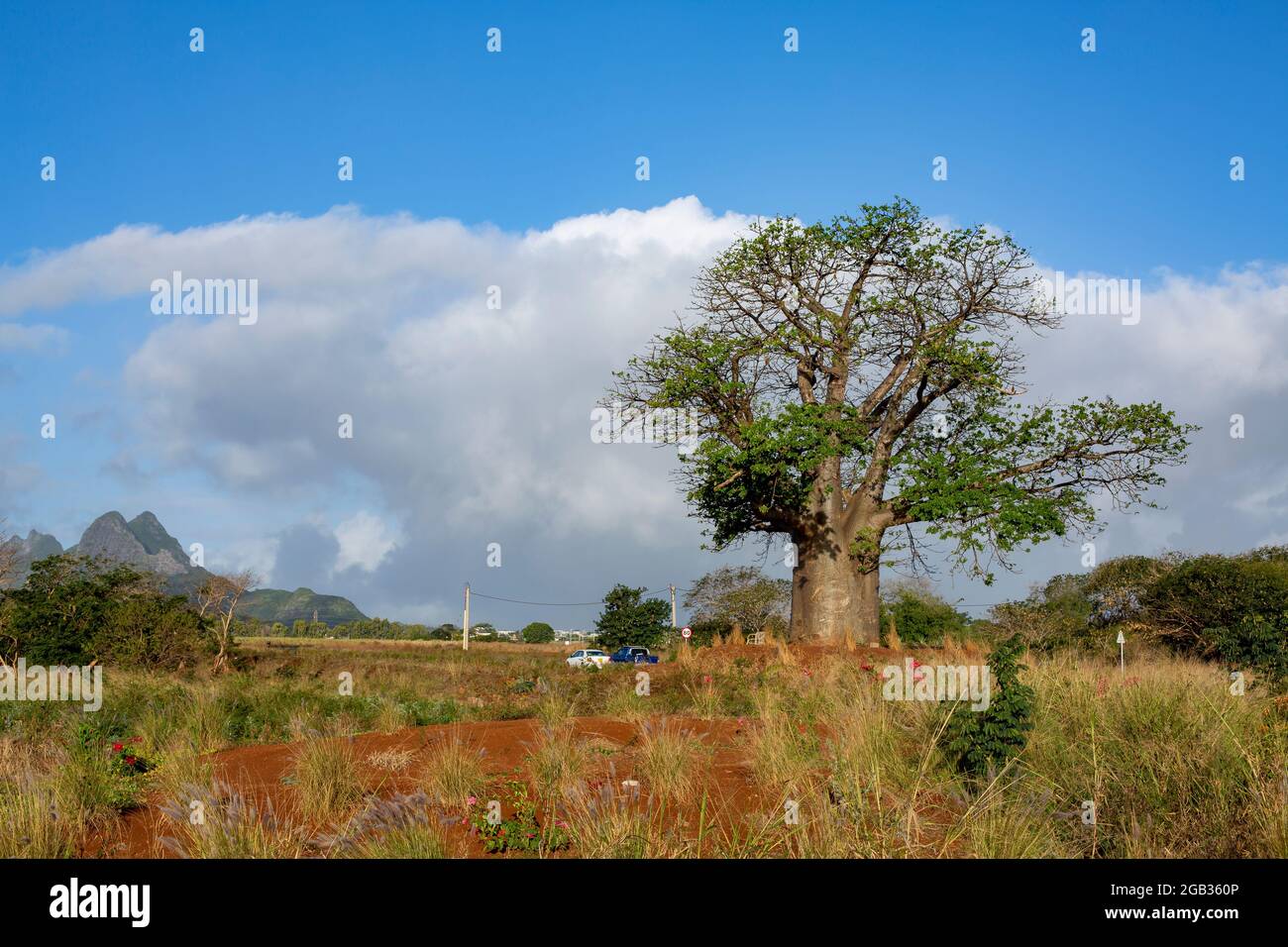 Baobab (Adansonia digitata) plante contre ciel bleu nuageux. Banque D'Images