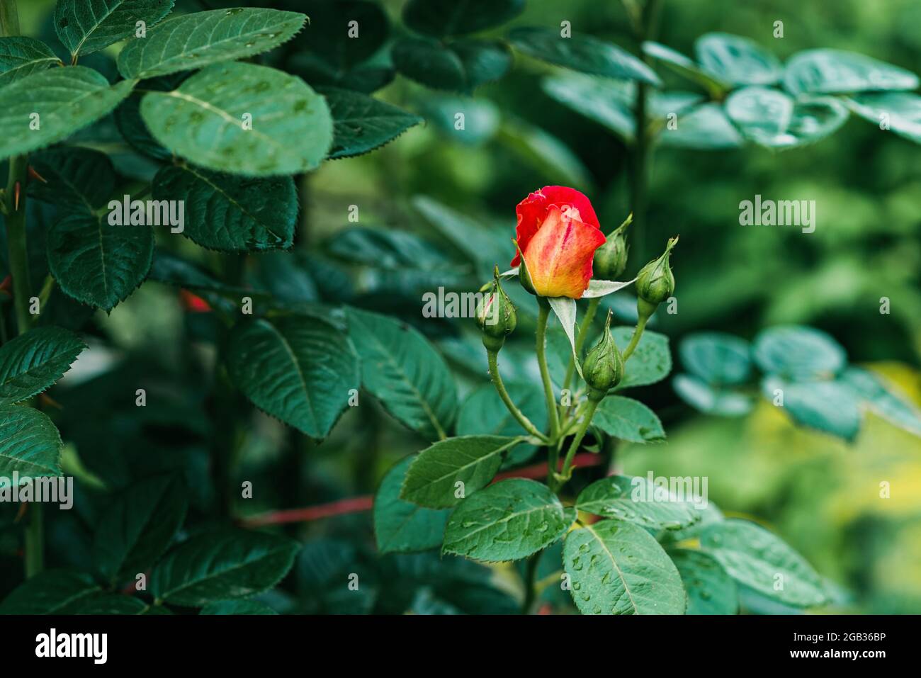 La rose chinoise, connue sous le nom de rose Bengale, ou rose framboise .Rosa chinensis, est une belle fleur orange et jaune que l'on trouve dans le jardin. Souple Banque D'Images