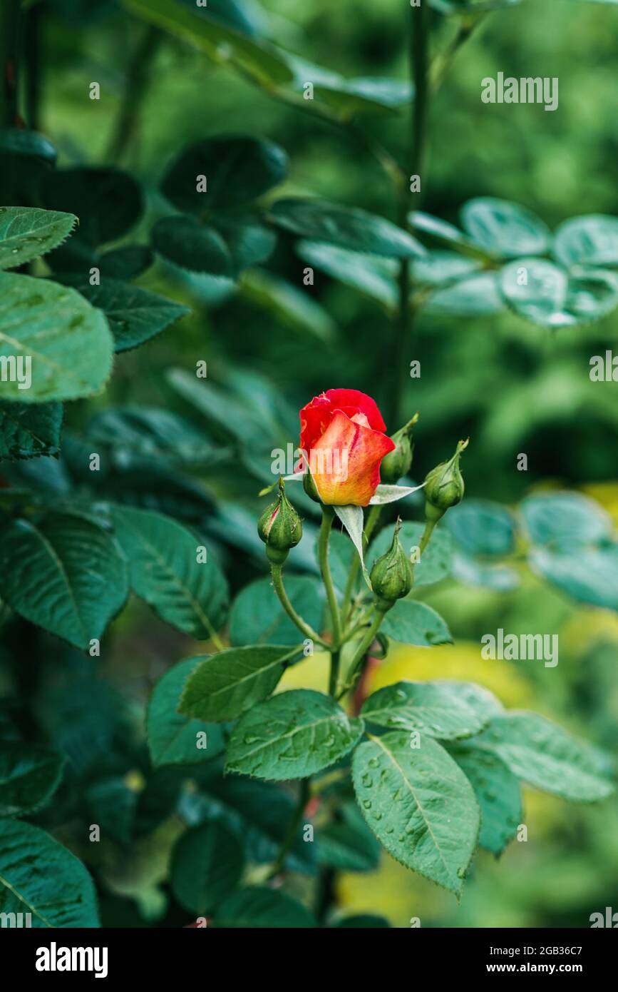 La rose chinoise, connue sous le nom de rose Bengale, ou rose framboise .Rosa chinensis, est une belle fleur orange et jaune que l'on trouve dans le jardin. Souple Banque D'Images
