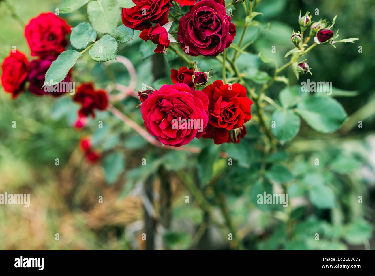 Belle rose chinensis en fleurs dans un jardin d'été vert. Mise au point sélective douce. Banque D'Images