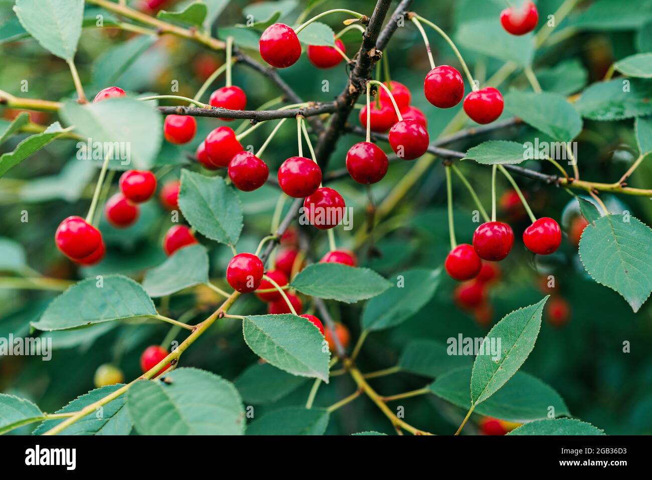 Grappes de cerises rouges mûres sur une branche d'arbre. Matières organiques, agriculture. Mise au point sélective douce. Banque D'Images