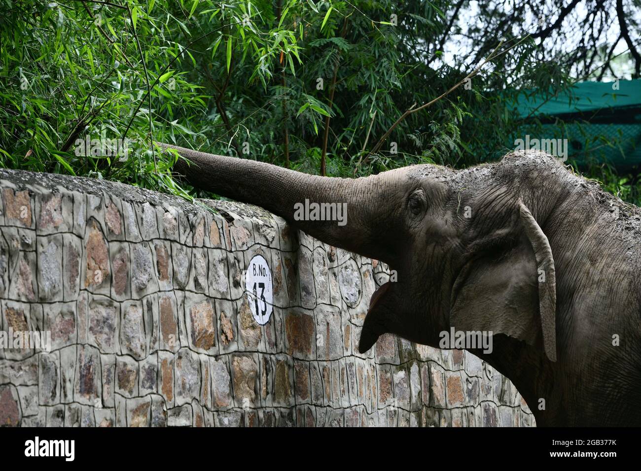 New Delhi. 1er août 2021. Photo prise le 1er août 2021 montre un éléphant dans son enceinte du zoo de Delhi en Inde. Le zoo de Delhi a rouvert ses portes au public et a fourni un service de réservation de billets en ligne aux visiteurs. Credit: Partha Sarkar/Xinhua/Alamy Live News Banque D'Images