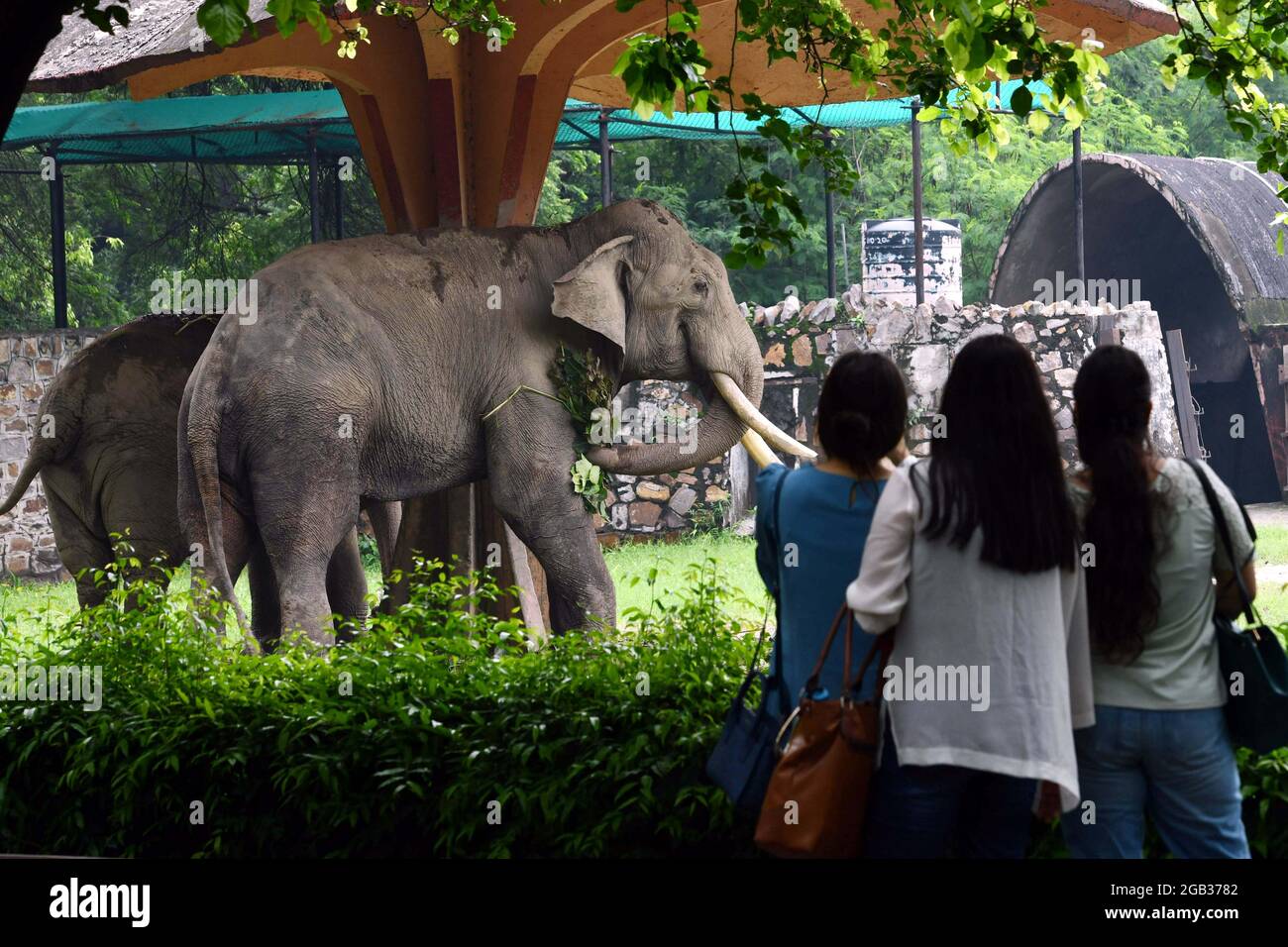 New Delhi. 1er août 2021. Les visiteurs se tiennent devant l'enclos à éléphants au zoo de Delhi en Inde, le 1er août 2021. Le zoo de Delhi a rouvert ses portes au public et a fourni un service de réservation de billets en ligne aux visiteurs. Credit: Partha Sarkar/Xinhua/Alamy Live News Banque D'Images