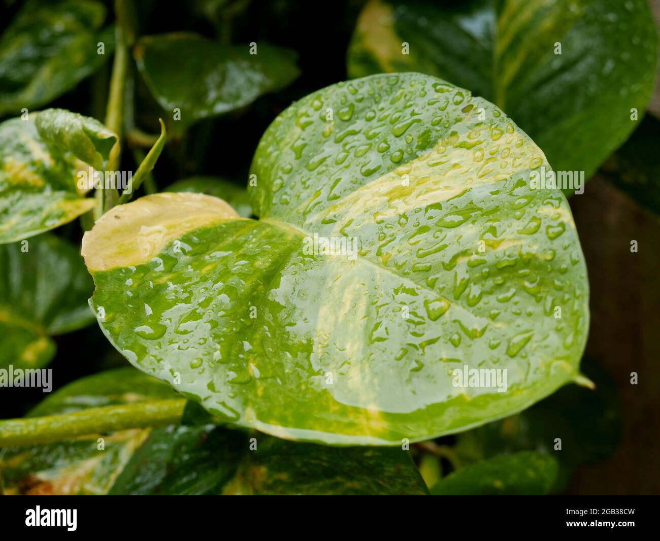 Photo de gros plan de feuille verte avec l'eau de pluie goutte humidité nature image. Banque D'Images