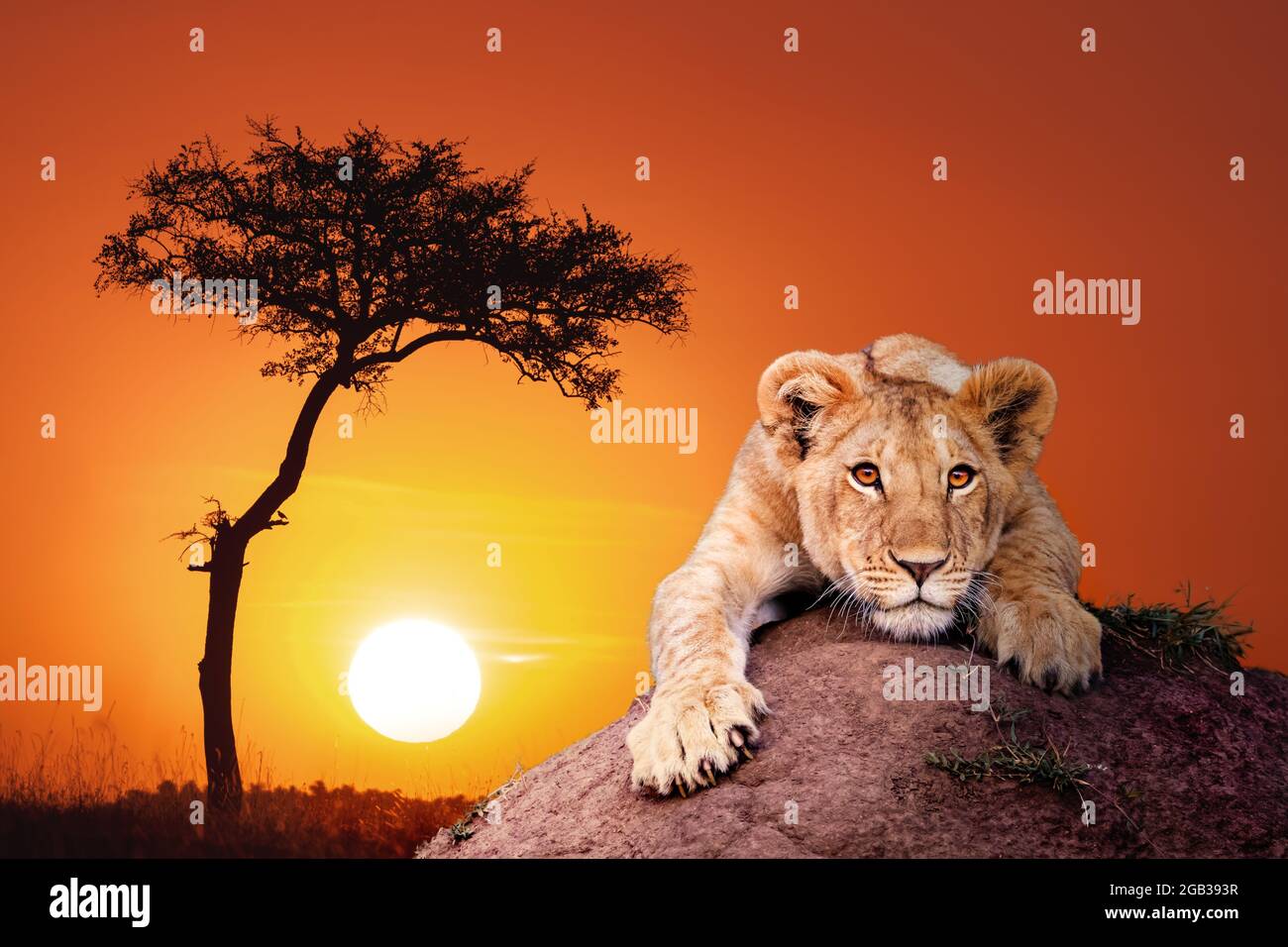 Mignon lion cub, panthera leo, croches sur un terreau au coucher du soleil. Masai Mara, Kenya. Banque D'Images