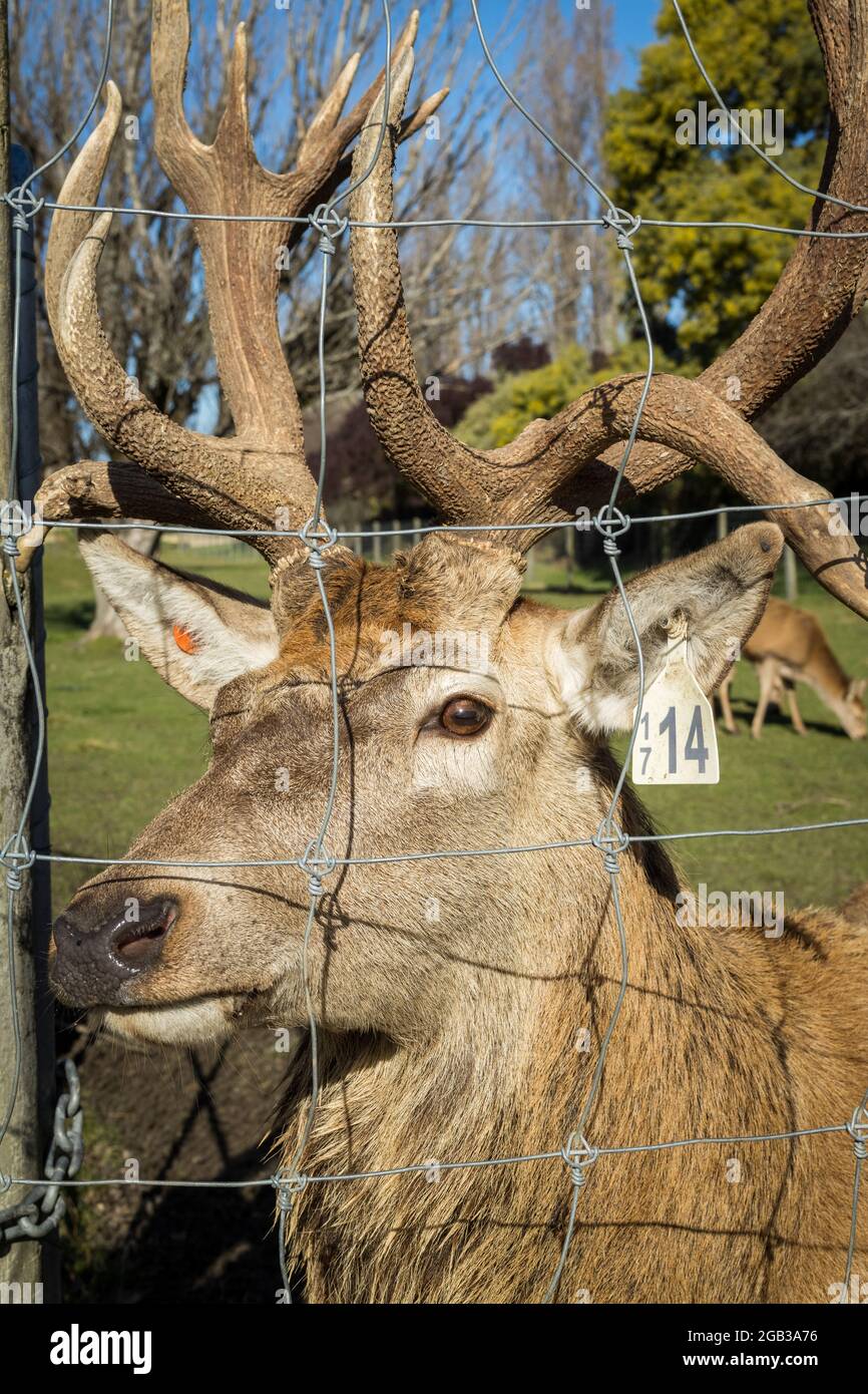 Cerf rouge cerf dans une ferme de cerfs en Nouvelle-Zélande. Banque D'Images