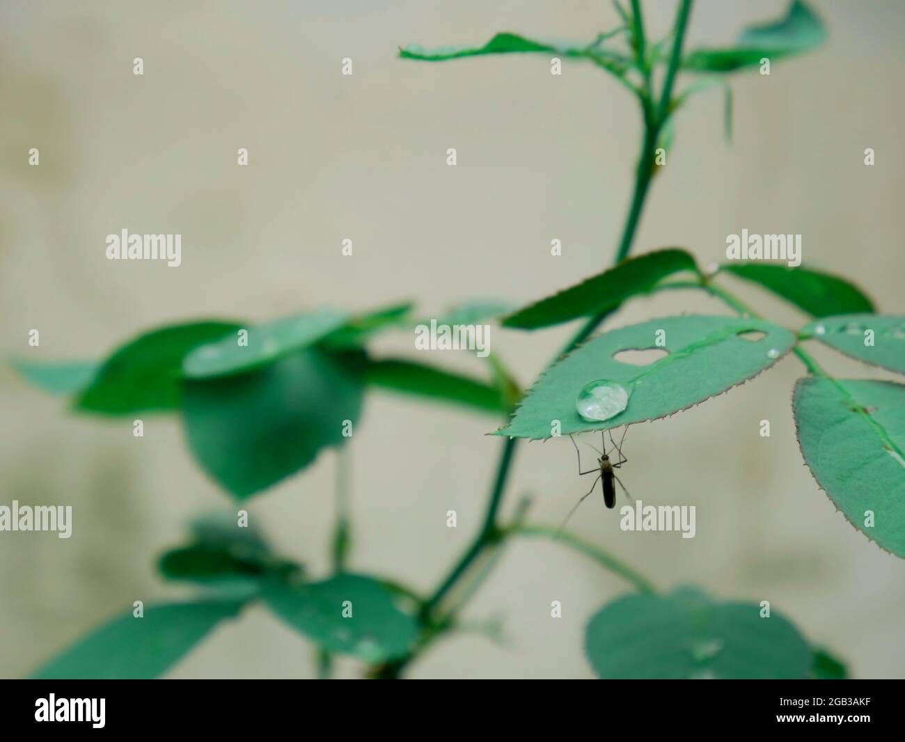 moustiquaire assise sur la feuille avec goutte d'eau de pluie sur le dessus, image de nature commerciale d'insecte. Banque D'Images