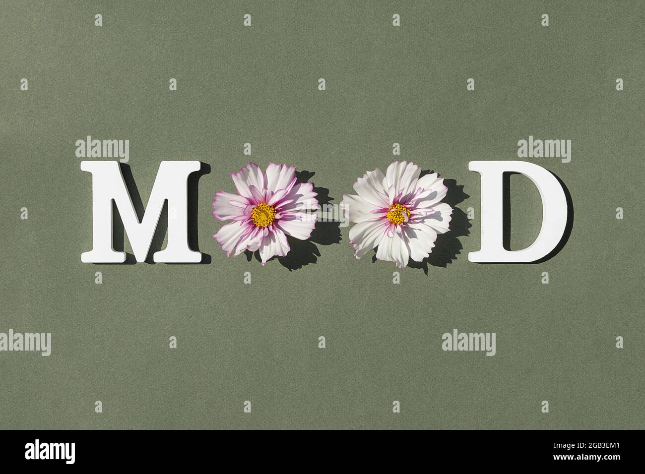 Humeur. Citation motivationnelle de lettres blanches et beauté de fleurs naturelles sur fond vert. Concept créatif citation inspirante de la journée. Banque D'Images