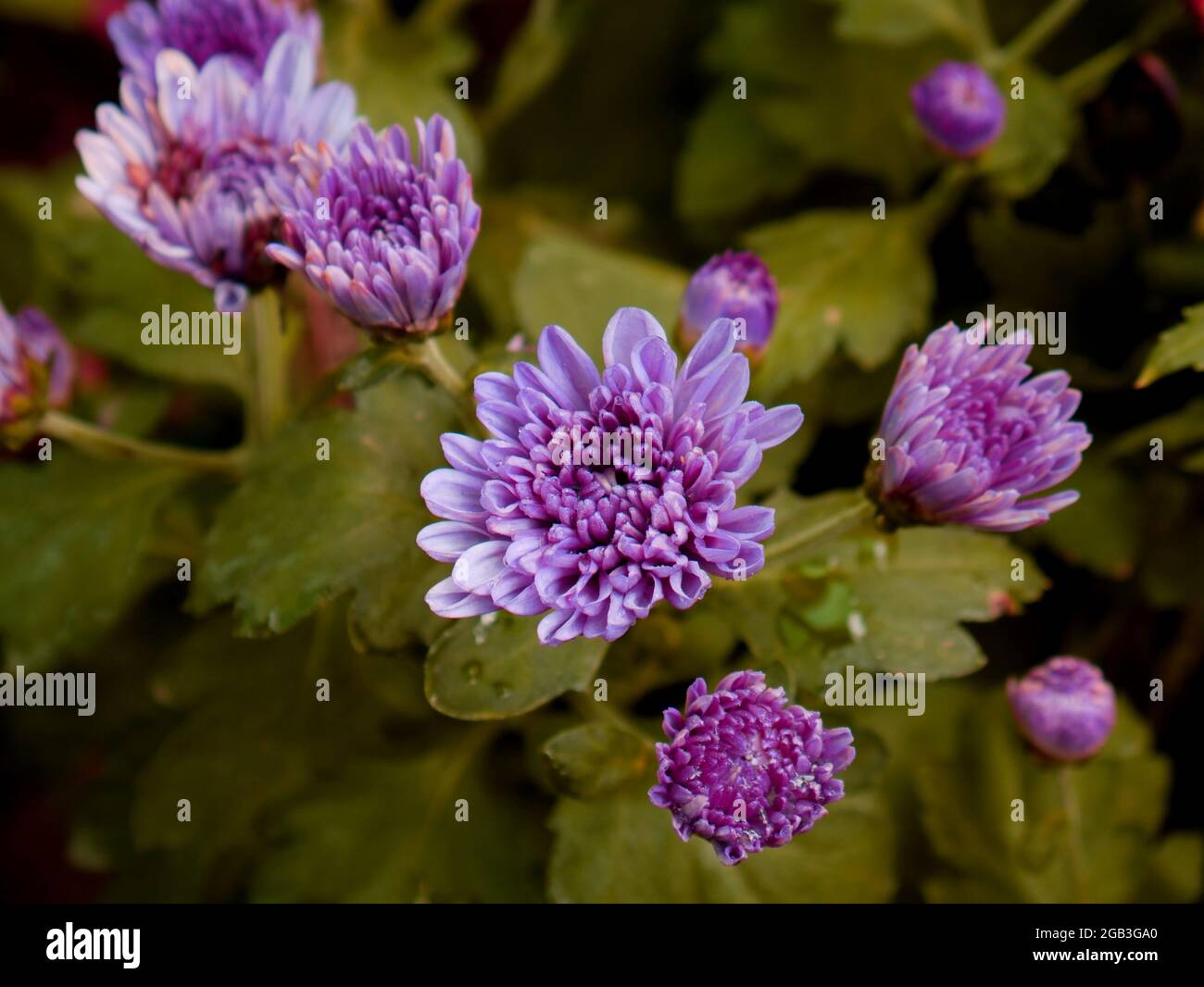 Plusieurs fleurs de Marguerite présentées avec des feuilles sur fond de jardin asiatique. Banque D'Images