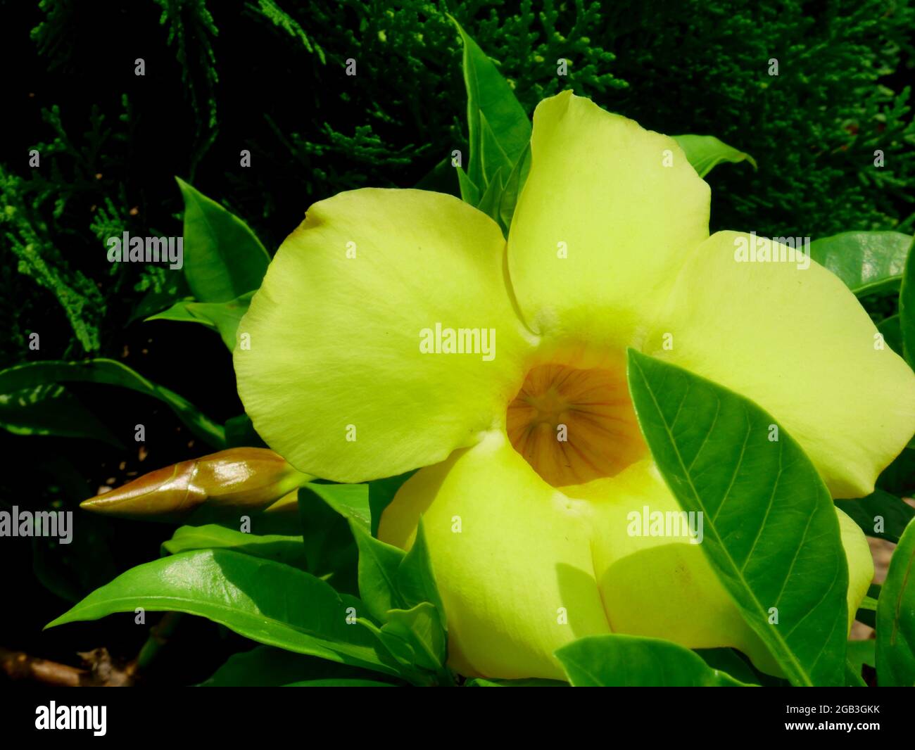 fleur de canner de couleur jaunâtre présentée avec des feuilles sur fond de parc. Banque D'Images
