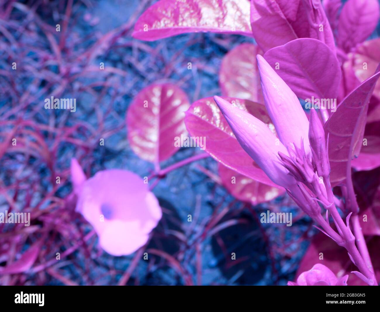 Fleur de couleur pourpre de saison présentée sur fond de parc. Banque D'Images