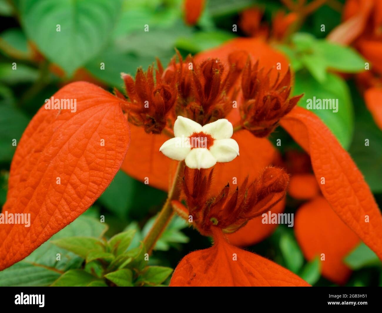 Fleur de couleur blanche unique présentée couleur rouge feuilles de fond. Banque D'Images
