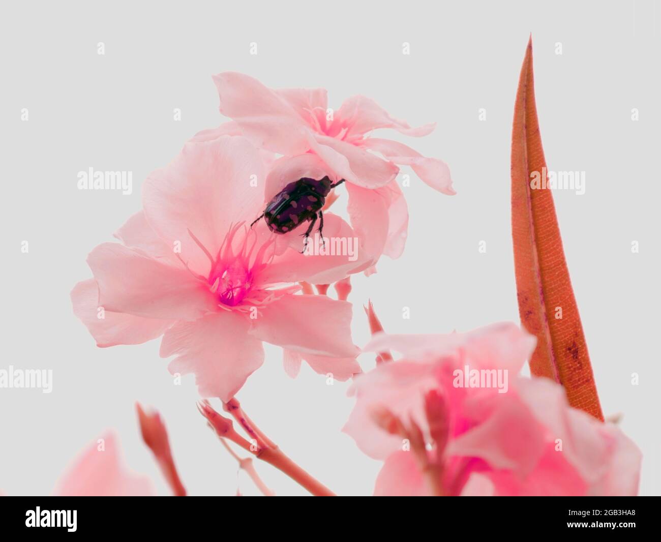 Insecte de coléoptère entrant dans la fleur à fond de ciel. Banque D'Images