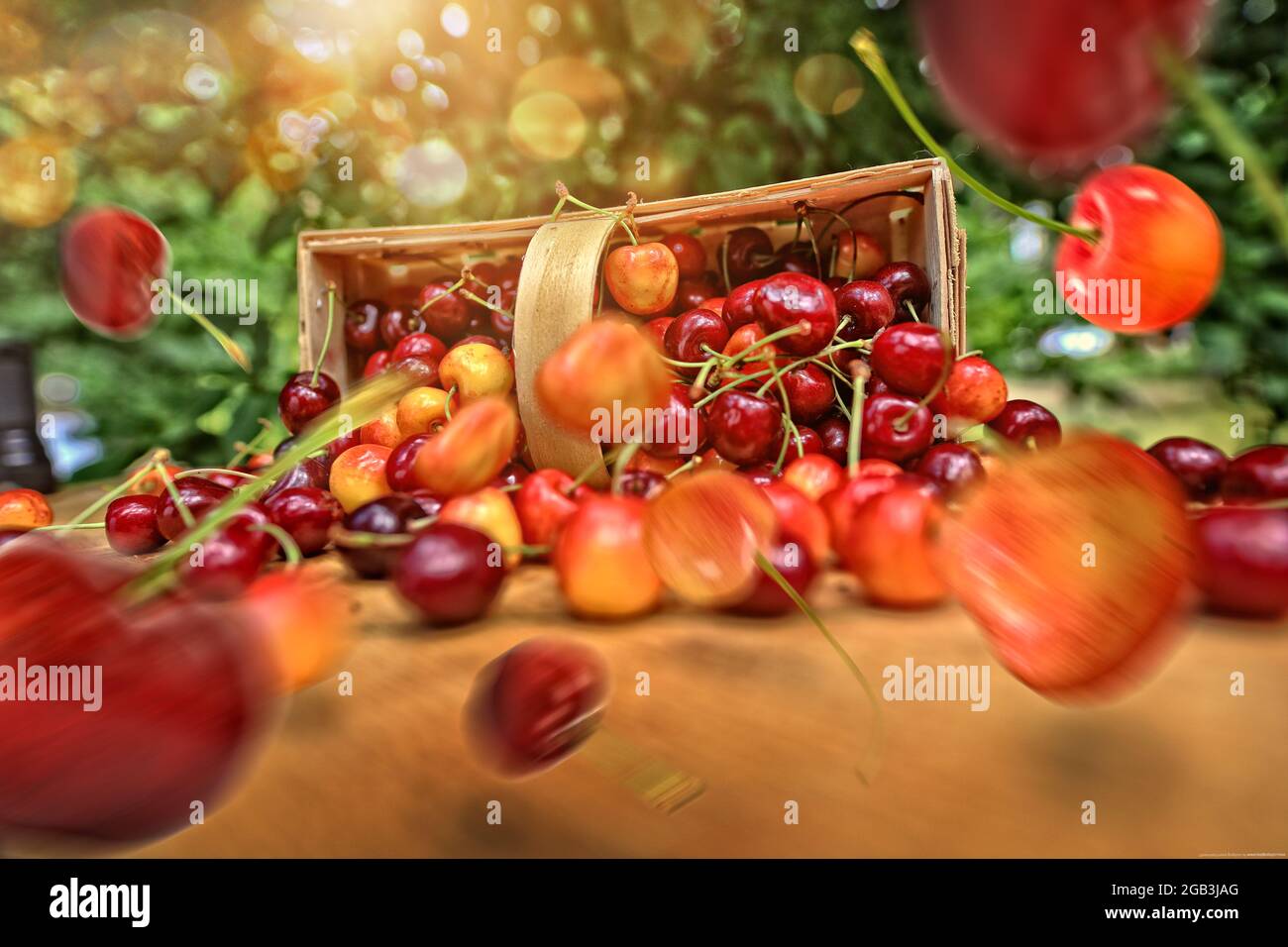 Les cerises déversées volent du panier par une journée ensoleillée dans le jardin Banque D'Images