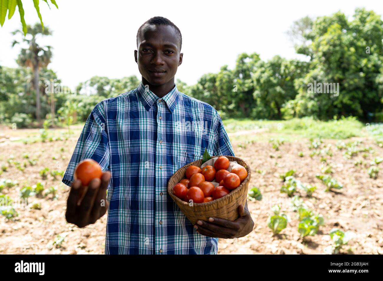 Dans cette image, un jeune agriculteur africain noir fier, dans une chemise à carreaux debout devant un champ, porte un panier de tomates fraîches Banque D'Images