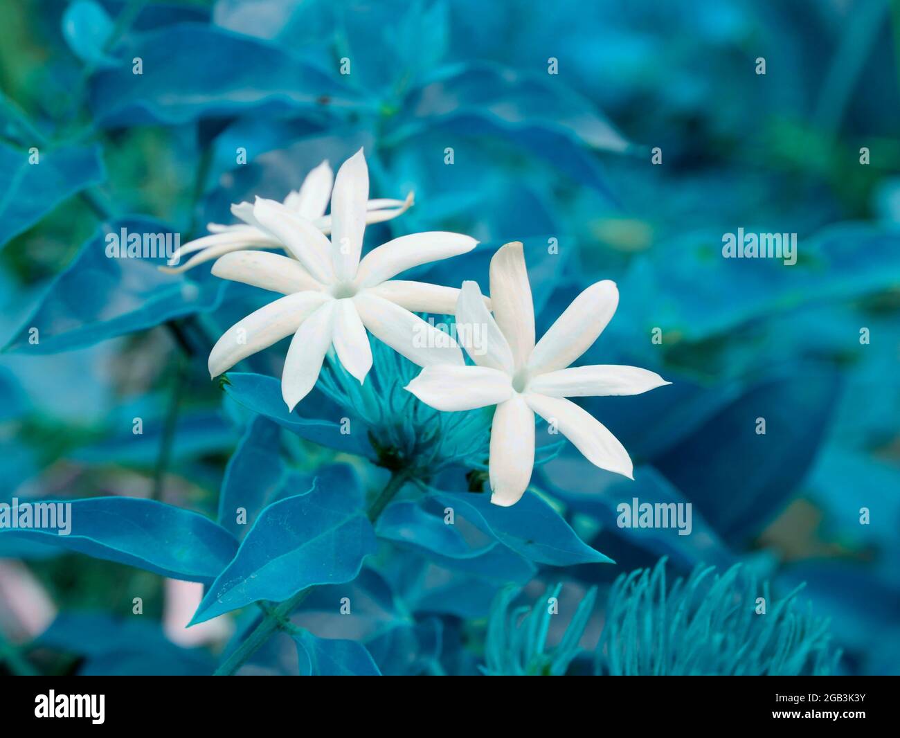 Variété indienne de couleur blanche fleurs assaisonnées présentées sur turquoise couleur flou feuilles arrière-plan. Banque D'Images