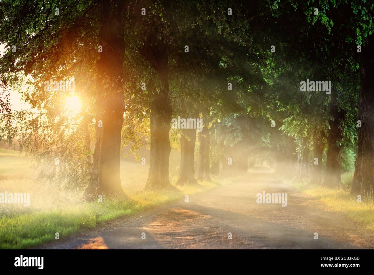 route avec de vieux arbres le matin brumeux Banque D'Images