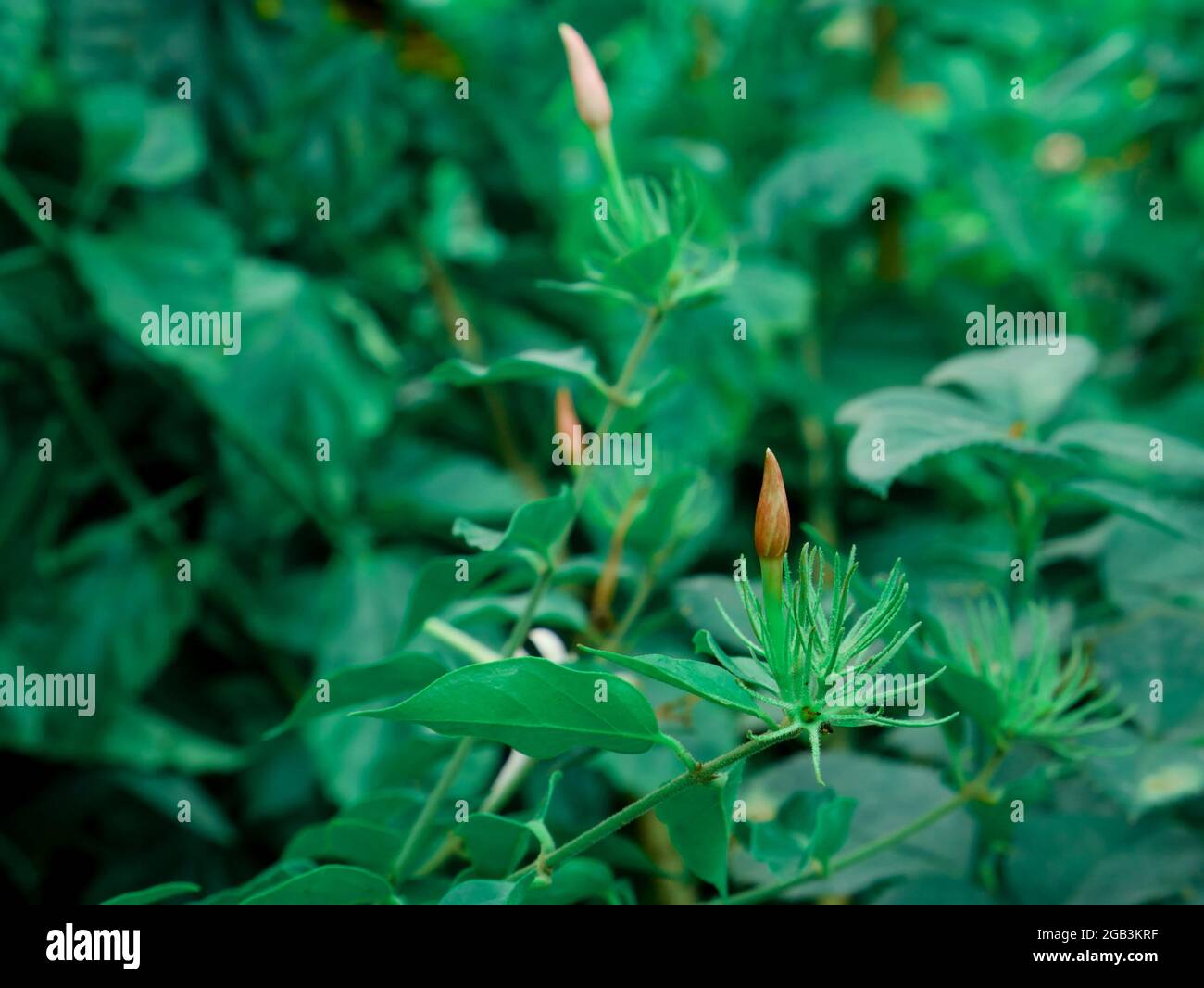 Petites fleurs en croissance présentées avec des feuilles vertes plante sur le champ de jardin. Banque D'Images