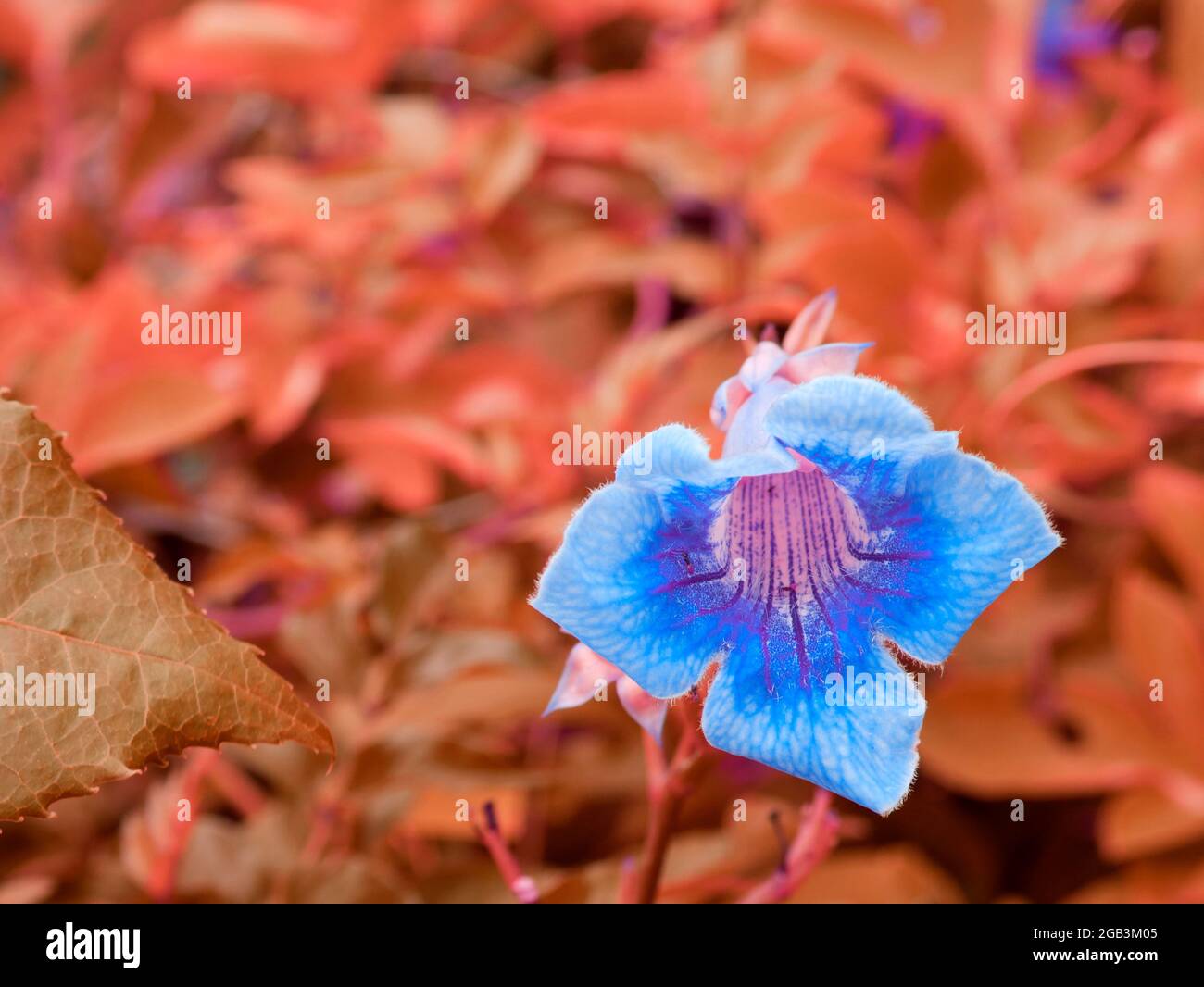 Une fleur bleuâtre affichée avec un flou laisse l'arrière-plan. Banque D'Images