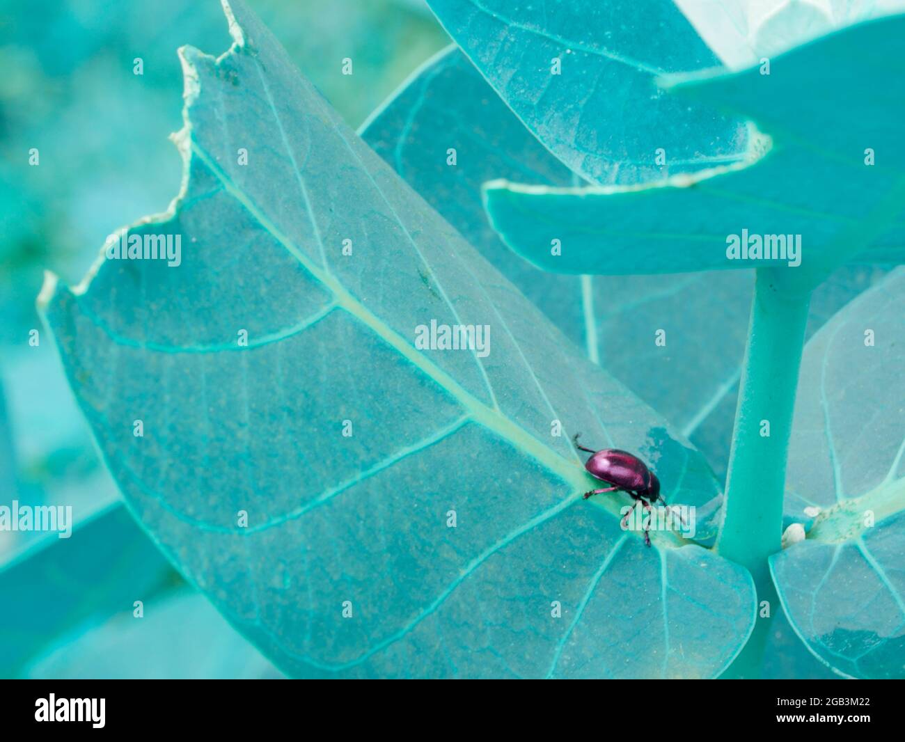 Vue sur les insectes du coléoptère à la feuille de couleur turquoise, endommagent les feuilles au champ de jardin. Banque D'Images