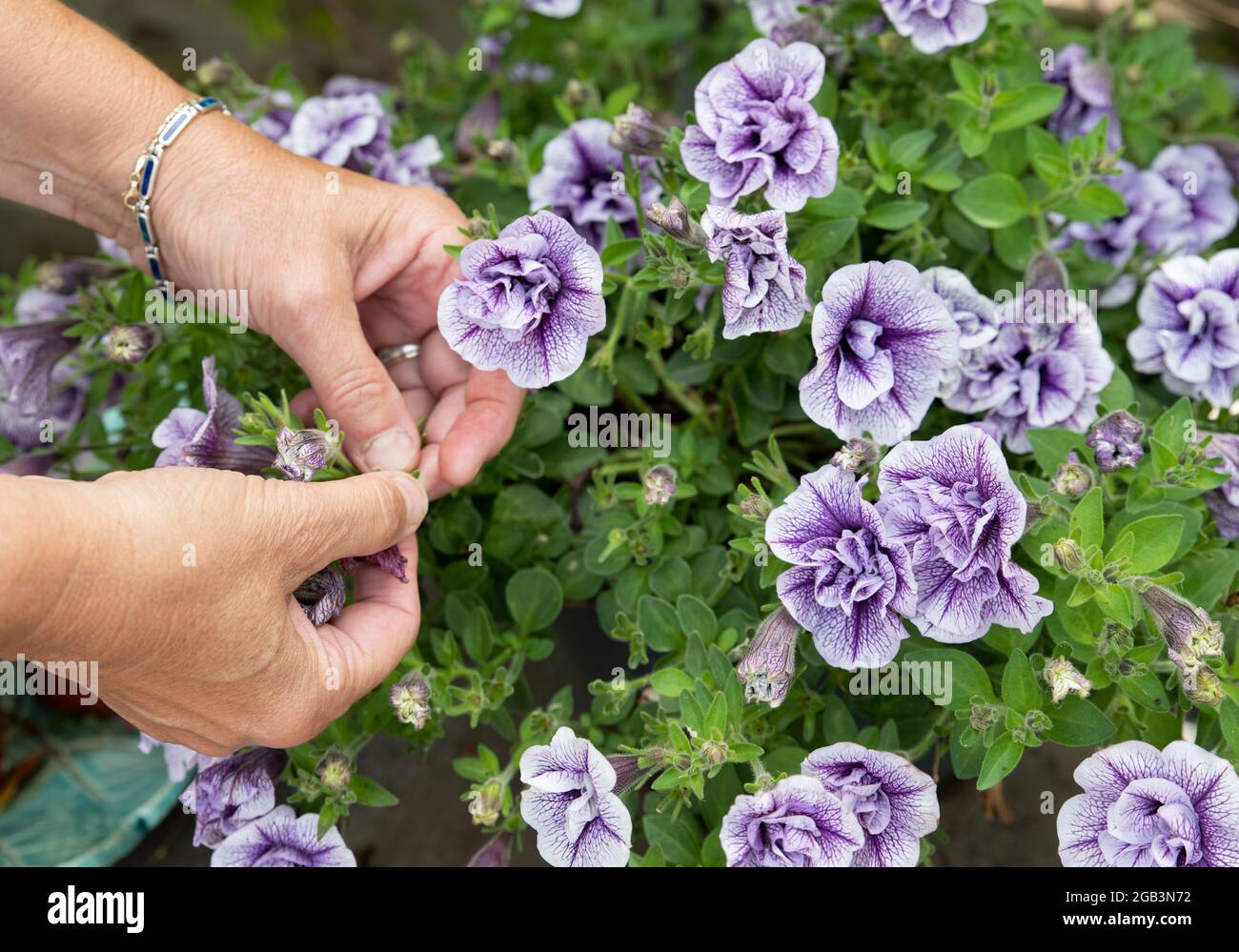 Petunia training, femme morte se dirigeant cueillant des fleurs mortes avec ses mains Banque D'Images