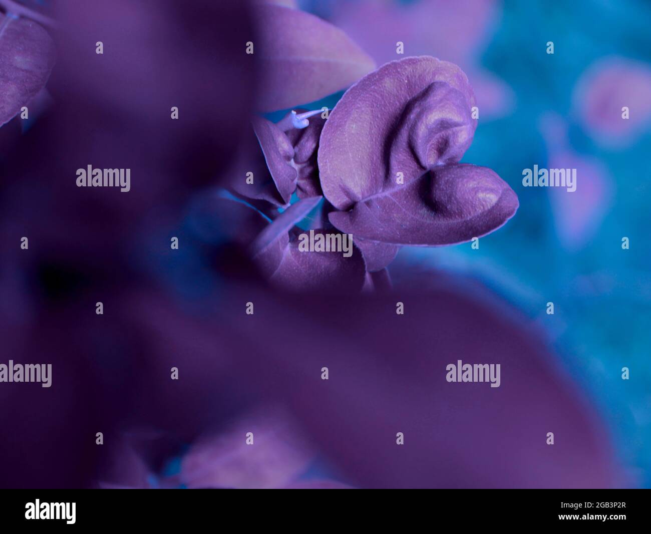 Forme de coeur feuille de couleur violette sur la mise au point entre les feuilles de flou prises de vue. Banque D'Images
