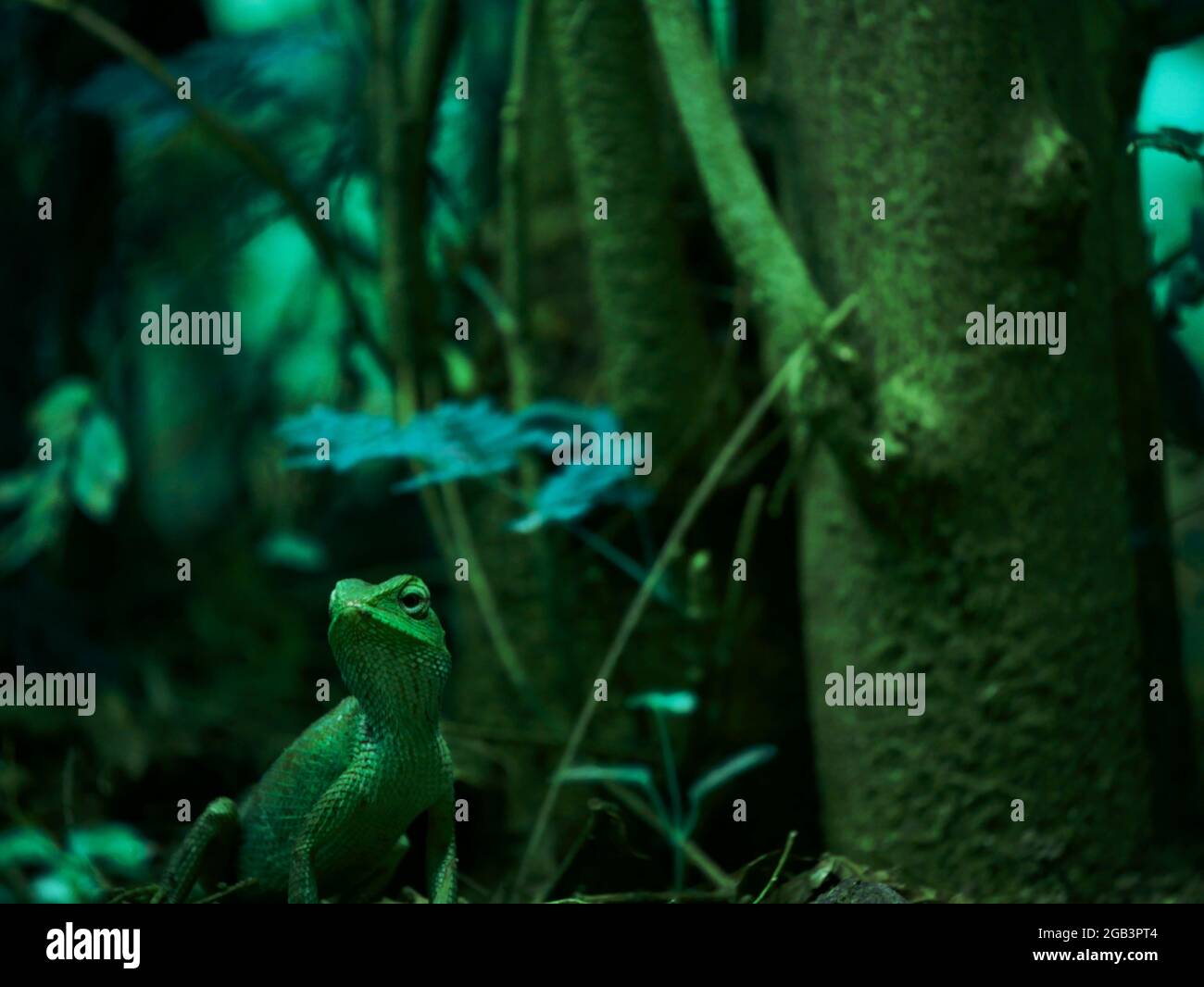 Vue sur le caméléon indien autour du bois d'arbre, présentation de la faune de créature pour utilisation commerciale. Banque D'Images