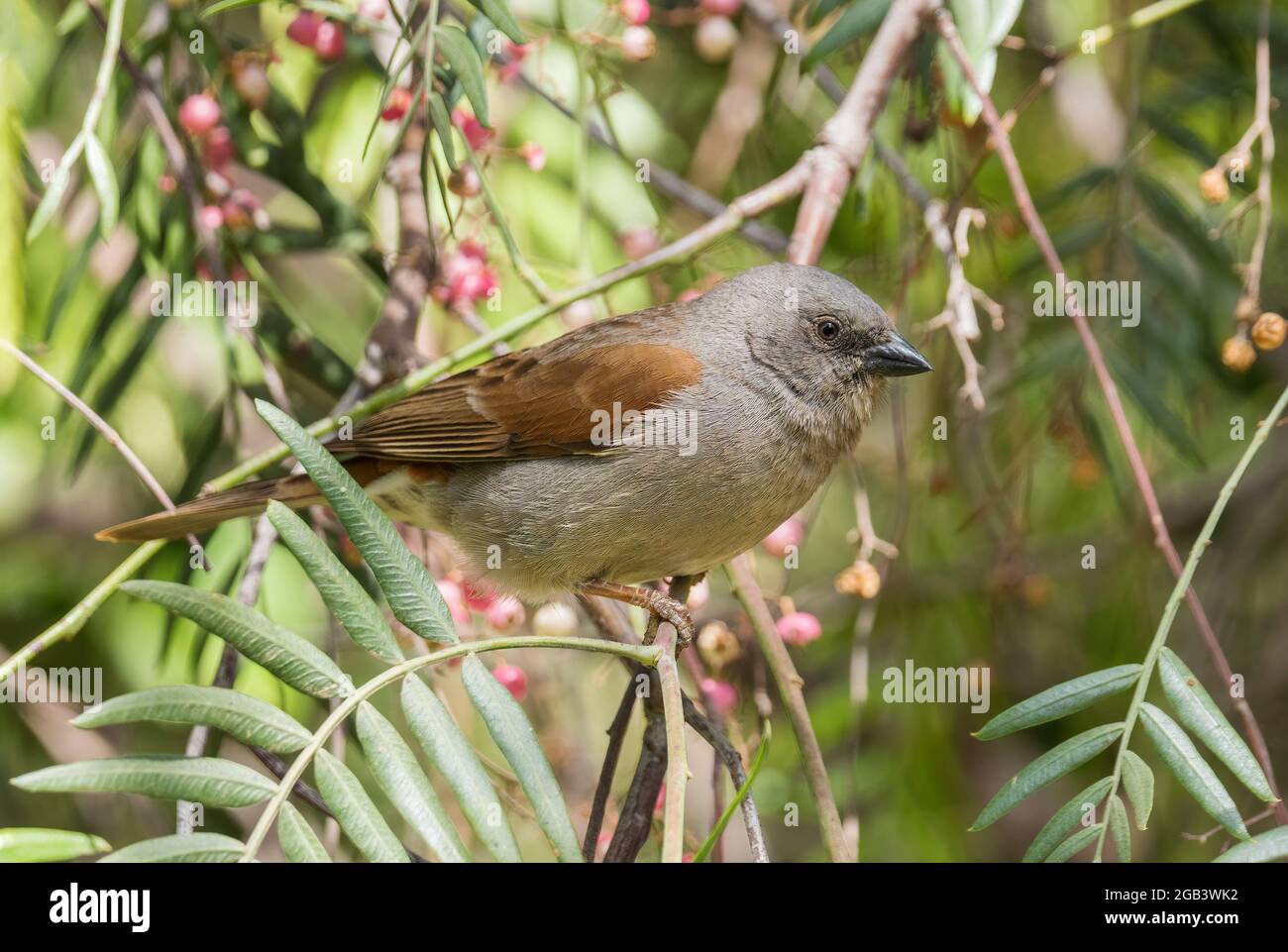 Bruant à tête grise - Passer griseus, magnifique oiseau perçant des terres boisées, des buissons et des jardins africains, Éthiopie. Banque D'Images