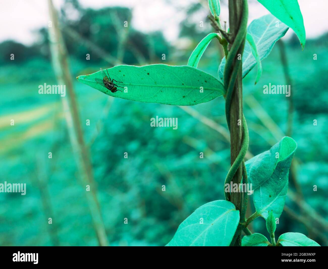 Insecte de mouche assis sur la plante de feuille présentée sur des feuilles floues environnement naturel. Banque D'Images